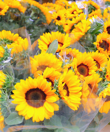 Bulk Sunflower