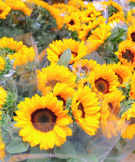 Sunflower  Annapolis-Glen Burnie (MD) Bulk Flowers Delivered