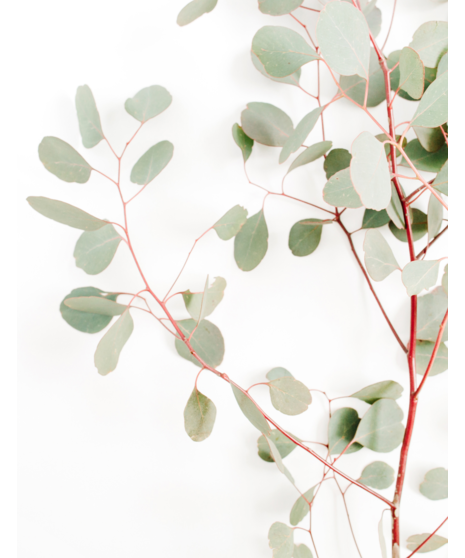 Bulk Silver Dollar Eucalyptus