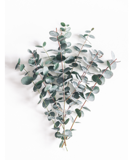 Bulk Spiral Eucalyptus