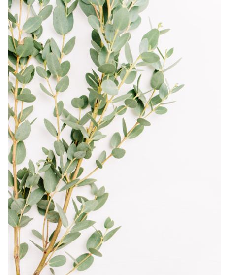 Bulk Gunni Eucalyptus