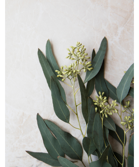 Bulk Seeded Eucalyptus - Seasonal Availability Only