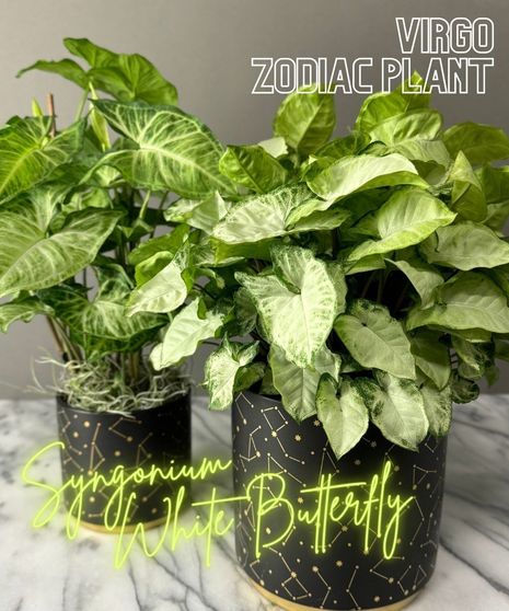 Virgo Zodiac Plant - Syngonium White Butterfly
