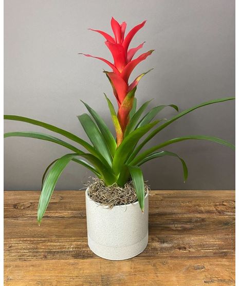Bromeliad Beauty