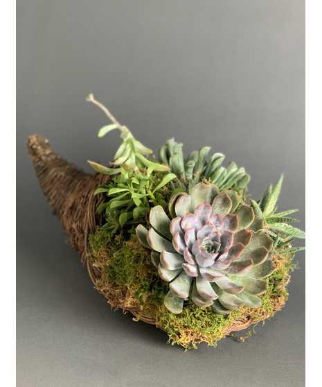 Succulent Cornucopia
