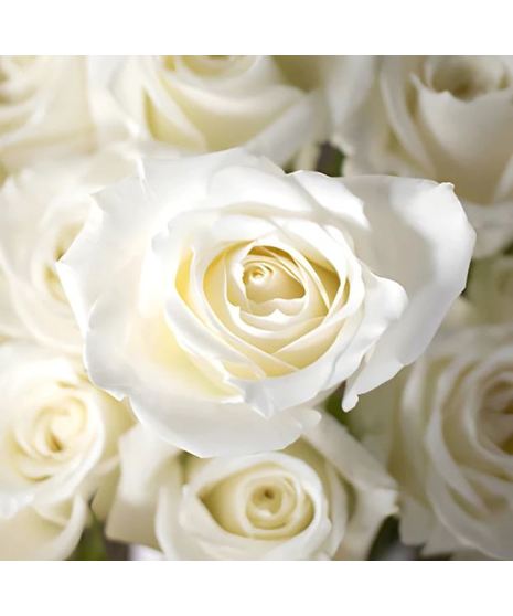 Bulk White Roses